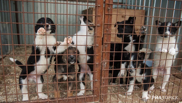 Томский приют для животных переполнен из-за запрета на усыпление собак