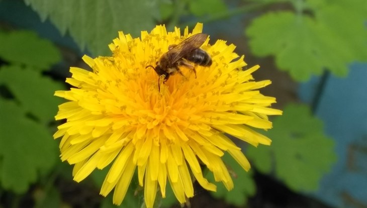 Фермеры жалуются на гибель пчел еще в двух районах Томской области