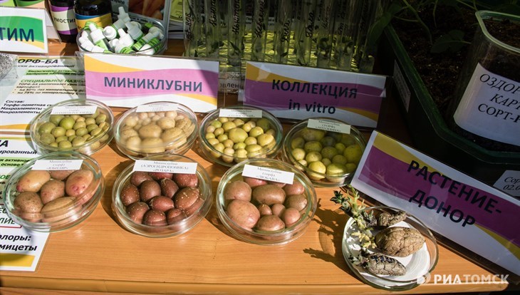 День поля-2018: лен для оборонки и картошка in vitro от томских ученых