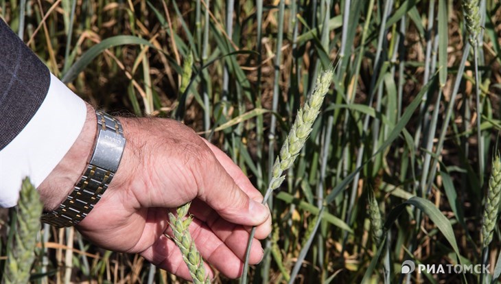 Уборка яровой пшеницы в Томской области в 2018г сдвинулась на сентябрь