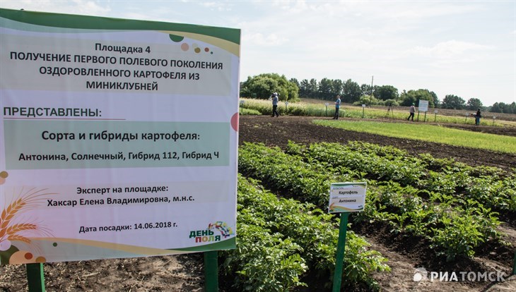 Томские ученые создали установку для повышения урожайности картошки