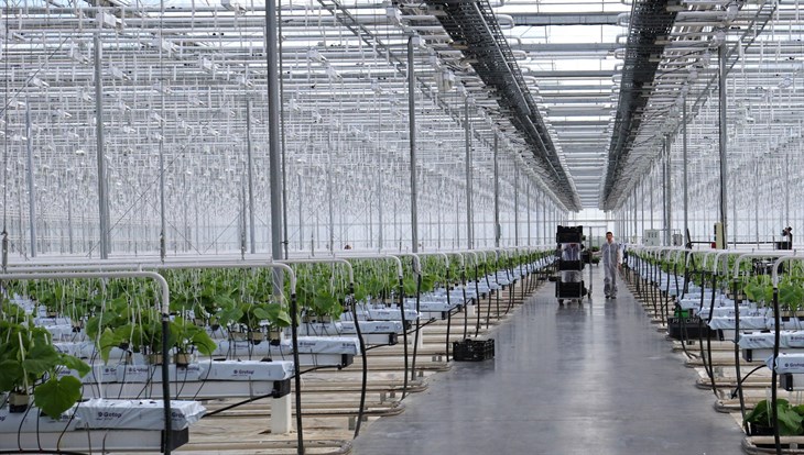 Новая теплица позволит ООО Трубачево удвоить производство овощей