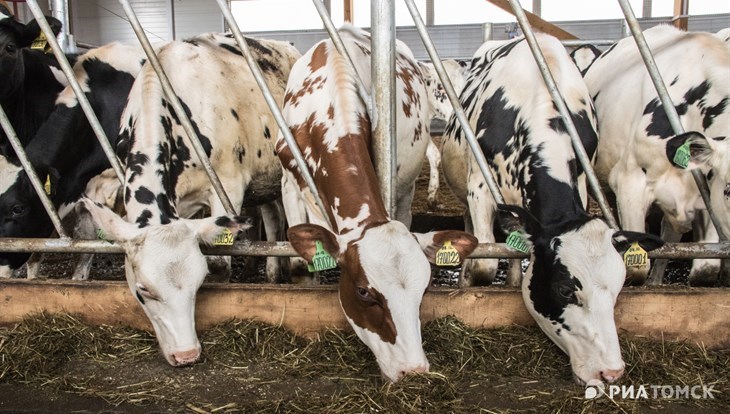 Tomsk Siberian Milk start the production of Gruyère cheese in 2019