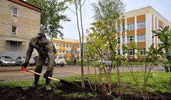 Более 24 тыс деревьев и кустарников высадят в Томске осенью 2018г