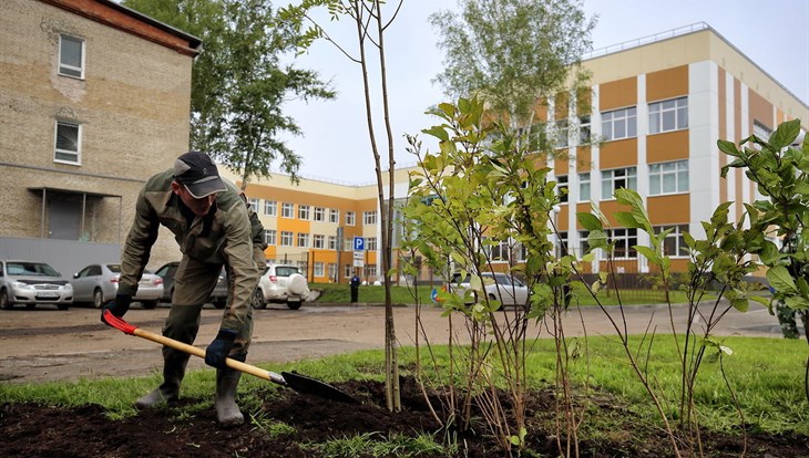 Власти: масштабного озеленения весной в Томске не будет