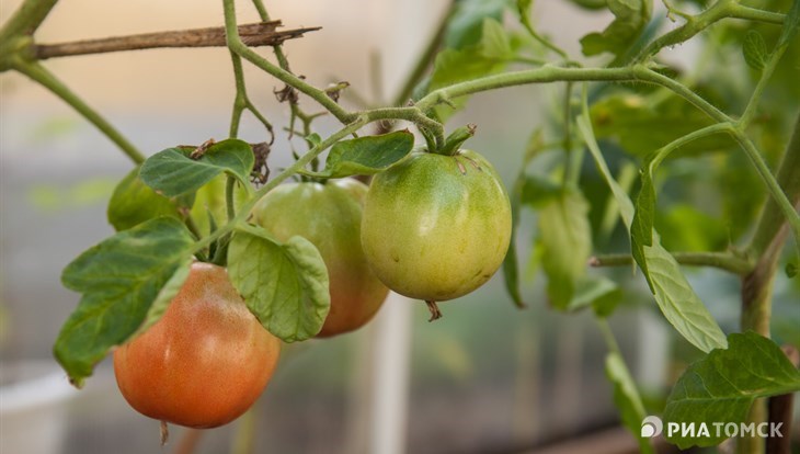 Можно ли вырастить помидоры на балконе: советы неумелым, но азартным
