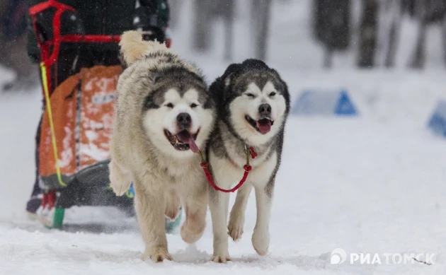 Отдохни от застолий: куда можно поехать на каникулах в Томской области