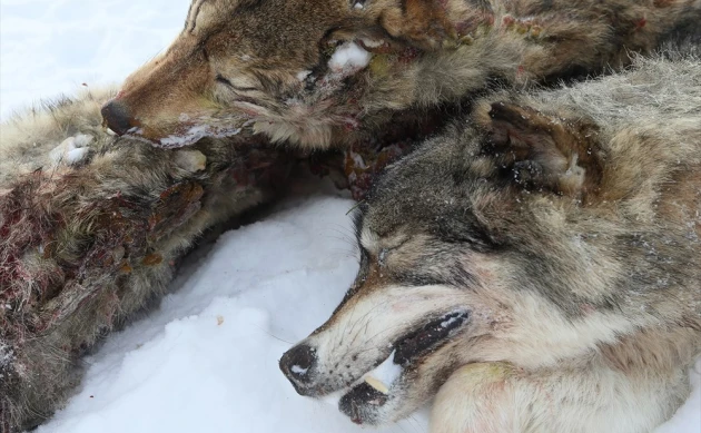 Волки в Томской области стали чаще выходить к людям и нападать на скот