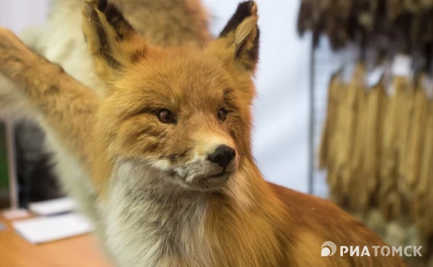 Карантин по бешенству в двух томских селах был введен из-за лисиц