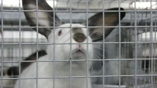 Томские ученые протестировали на кроликах электроды для "умной" одежды