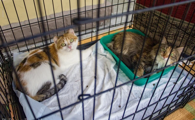 Зооярмарка ко Дню кошек пройдет в Томске