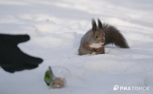 Небольшой мороз и снег ожидаются в Томске в субботу