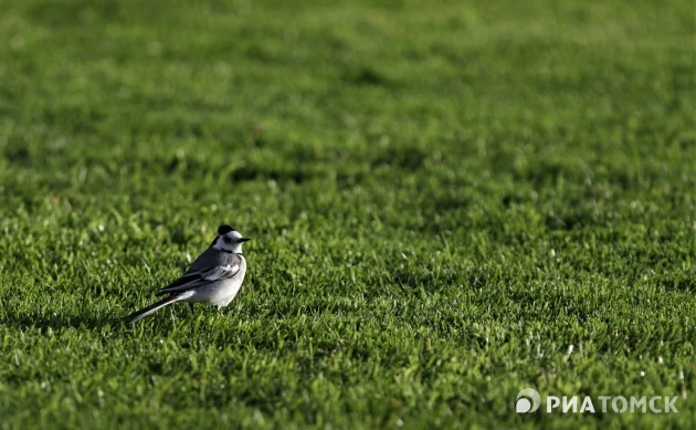 Полигон ТБО под Томском полностью рекультивирован