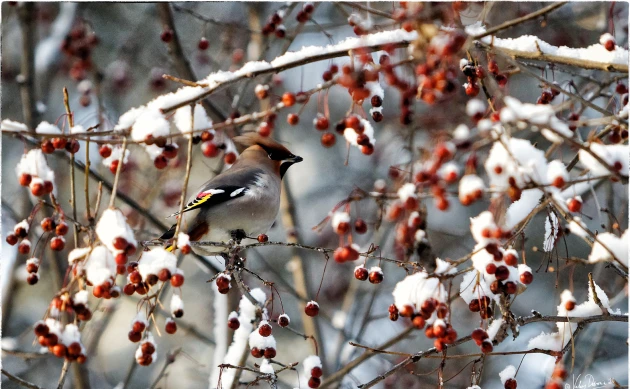 Похолодание и небольшой снег ожидают томичей в четверг