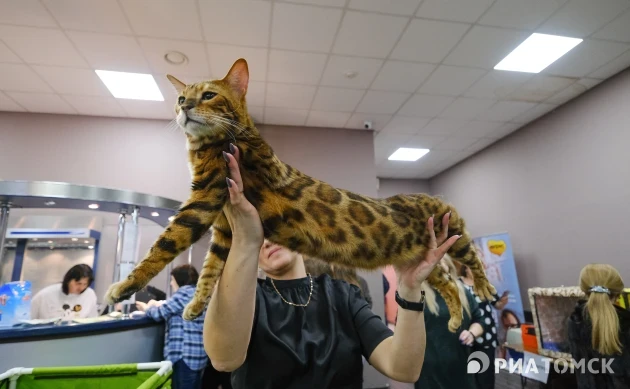 Томичи увидят бенгалов и гекконов на фестивале в помощь животным