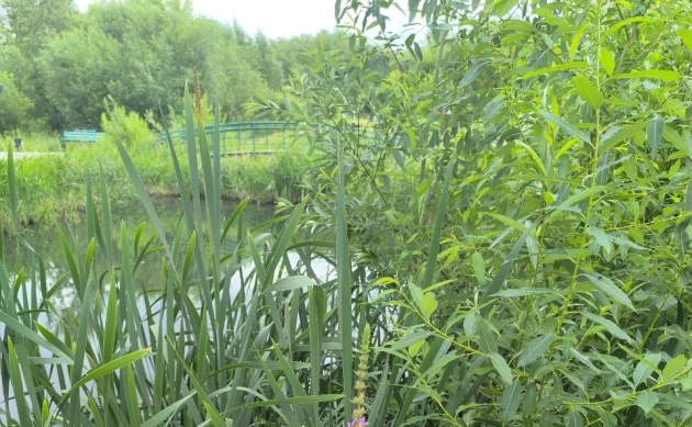 Волонтеры приглашают томичей продолжить озеленение озера на Сибирской