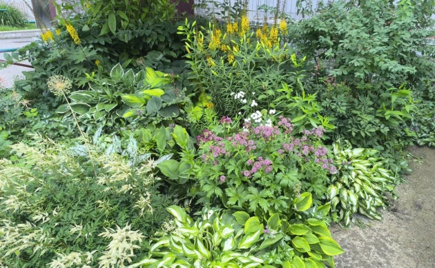 Лучше подглядеть у соседа: биолог ТГУ о создании цветников