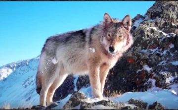 ТГУ будет исследовать снимки редких животных с помощью ИИ