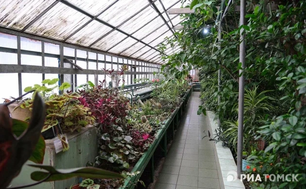 "Зеленые оазисы" Томска: какие зимние сады таятся в сибирском городе