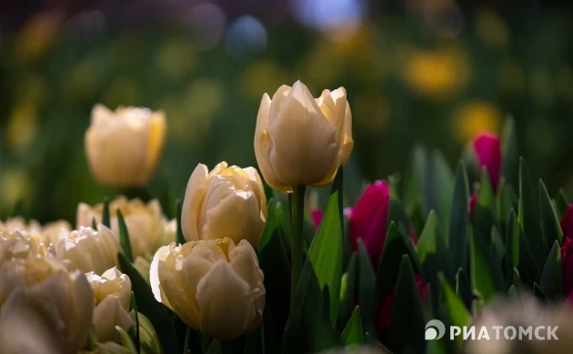 "Афродита" и "Развлечение для двоих": тюльпаны на томской выставке