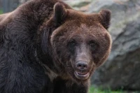 Bear shot after tracks were reported near Tomsk poultry farm